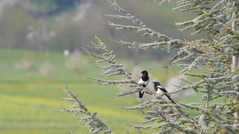 #Elster #Elster video#Bird Video#