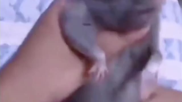 Funny rat video/ rat dancing video