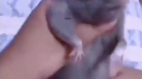 Funny rat video/ rat dancing video