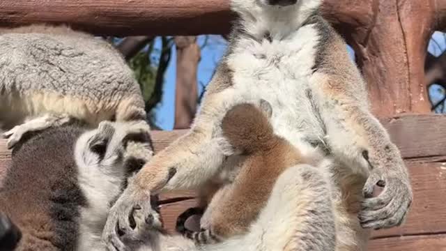 lemurs