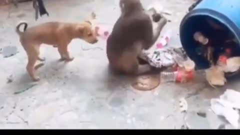 Most funny video monkey and dog 🐶