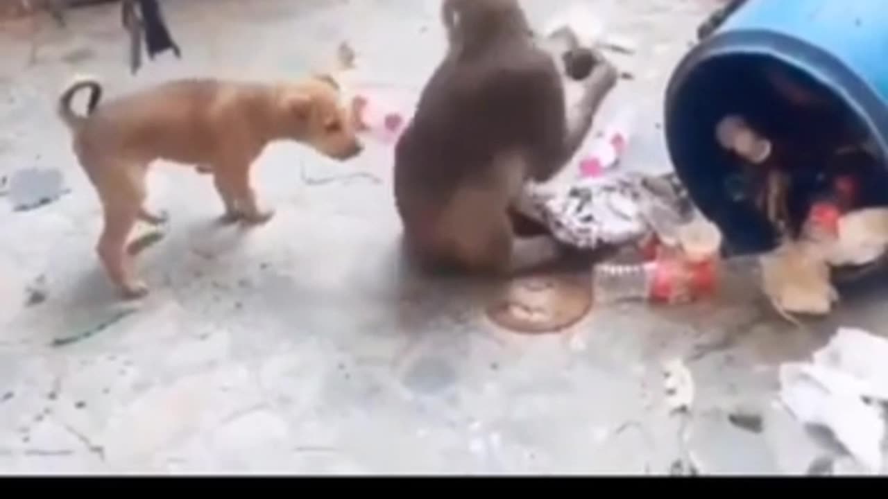 Most funny video monkey and dog 🐶