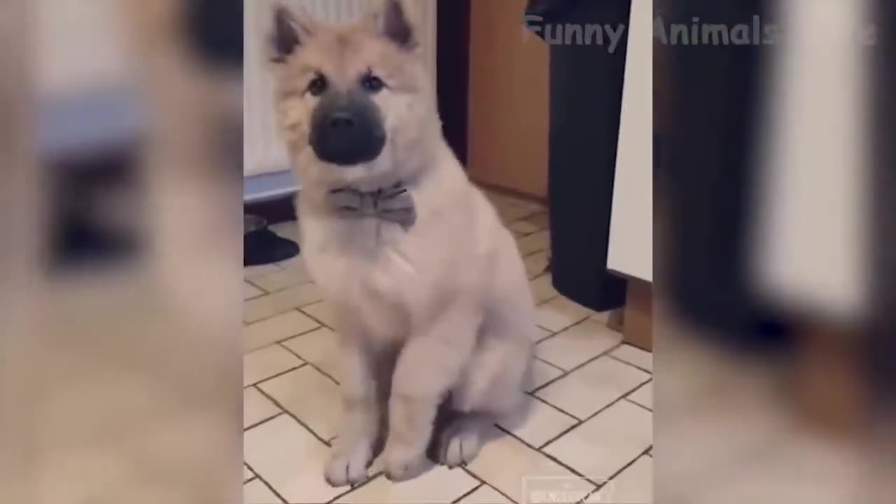 Funny pets will brighten your day! Dogs, cats, oh my!