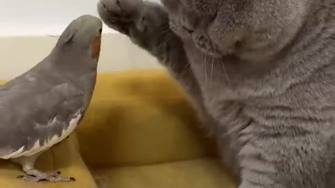 Cat and Bird funny 🤣🤣🤣🤣🤣🤣🤣🤣