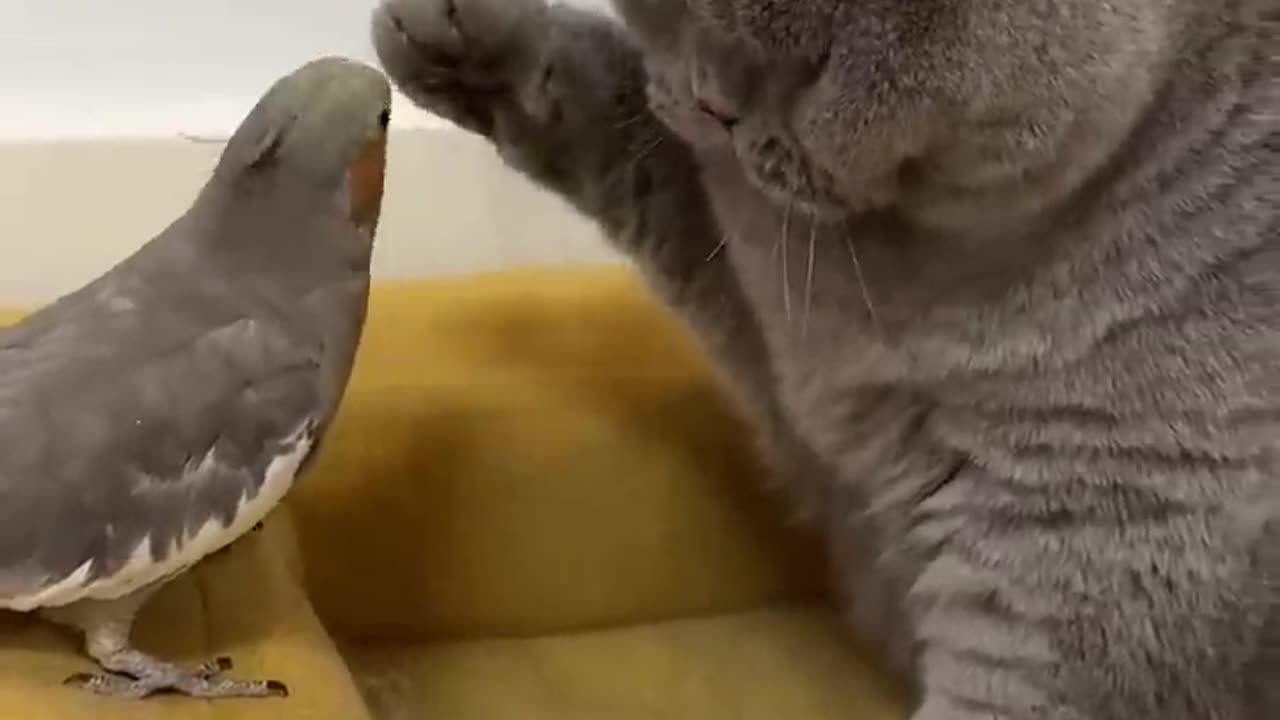 Cat and Bird funny 🤣🤣🤣🤣🤣🤣🤣🤣