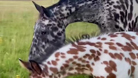 Beautiful Horses