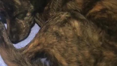 Dog shaking feet