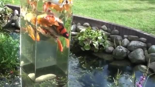 Sometimes the fish just wants to see what is above the waterline.