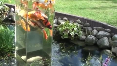 Sometimes the fish just wants to see what is above the waterline.