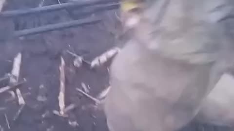 Short Combat Footage