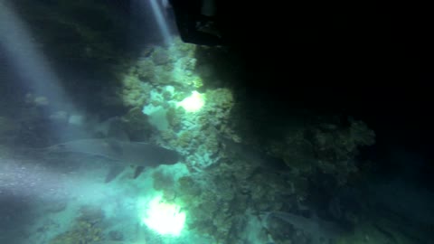 Awesome night dive in Tahiti!