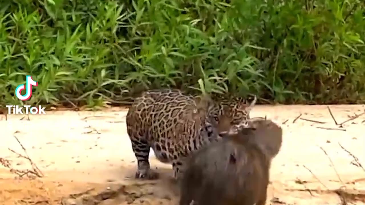 Wildlife leopard