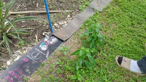 PHILIPPINES URBAN GARDEN