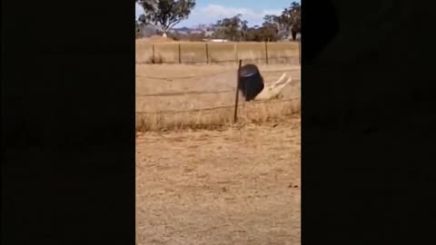 Funniest Cats And Dogs Videos Best Funny Animal Videos 2022