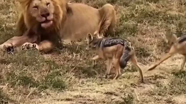 The Real Lion