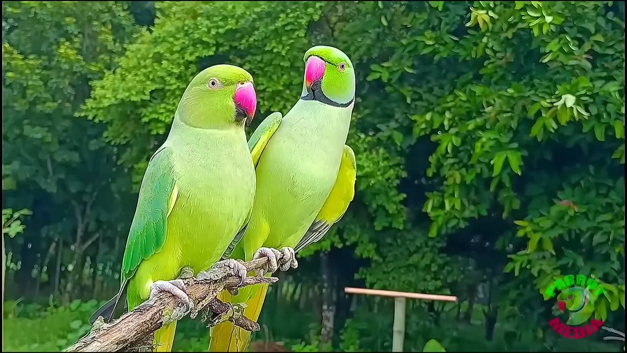 Funny Parrot Videos Compilation l Parrot Talking