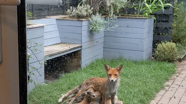 There's a Family of Foxes Living Under My Studio