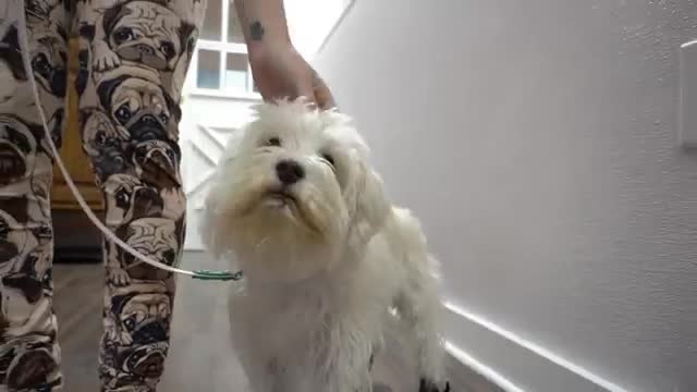 This dog travelled over 4,300 miles!