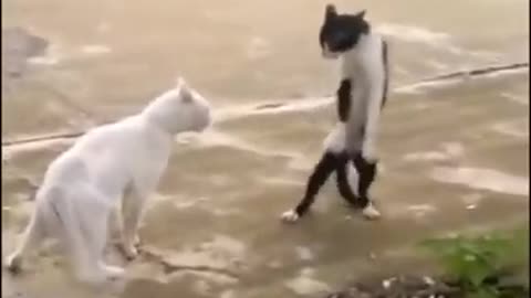 Cat Dance Off