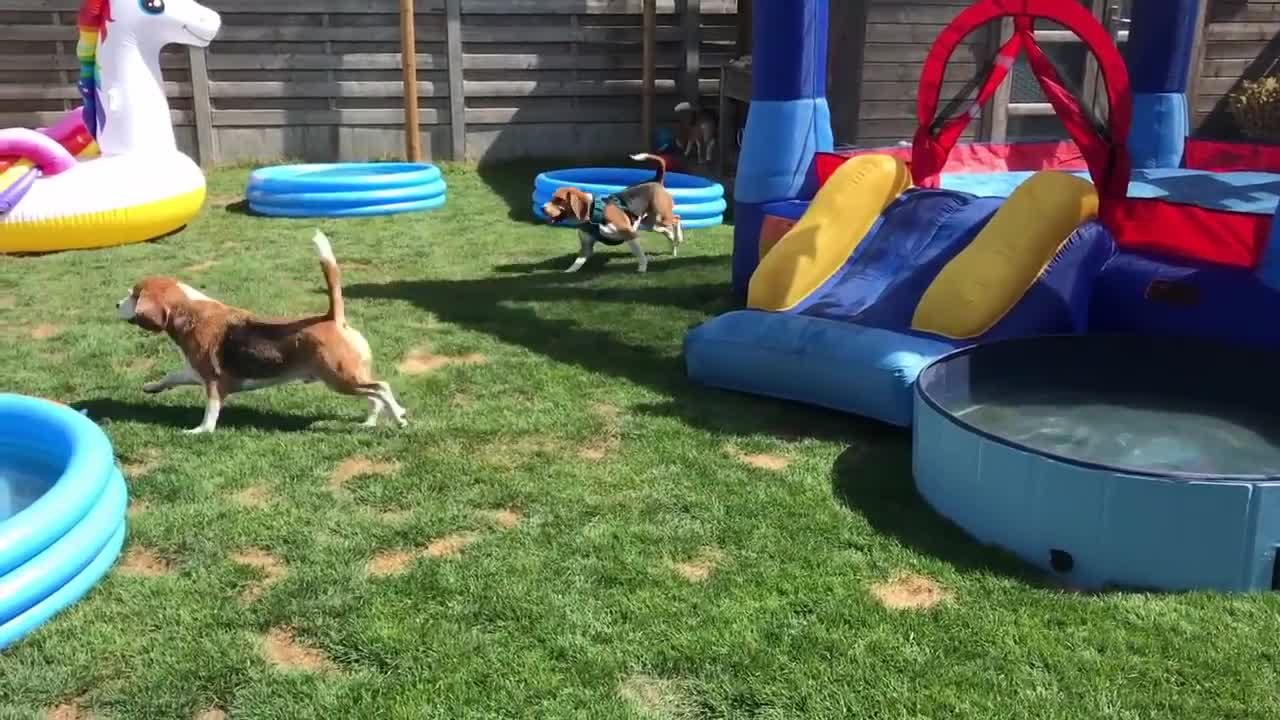 TOP 10 Beagle Dog Parties Ft. Louie & Marie