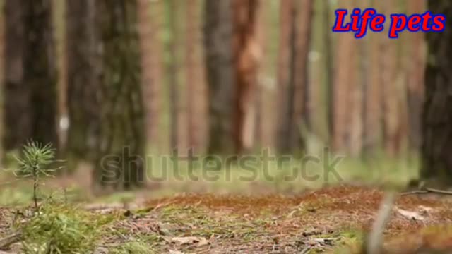 Pomeranian full information in hindi | diet and care | Life pets