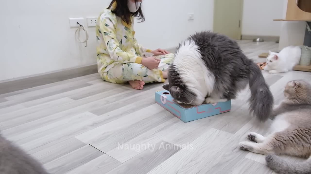 Funny animal video part 1 ..
