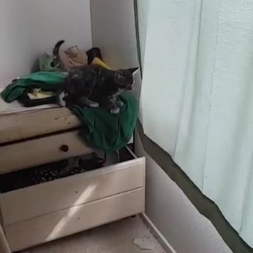 Kitties on the ledge