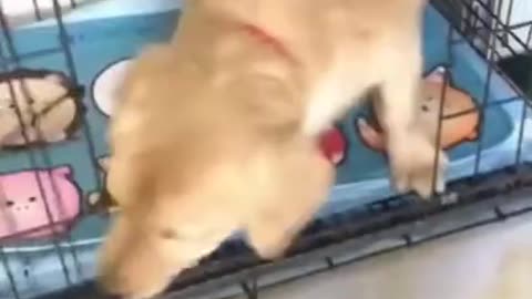 Funny Cats and Dogs Videos