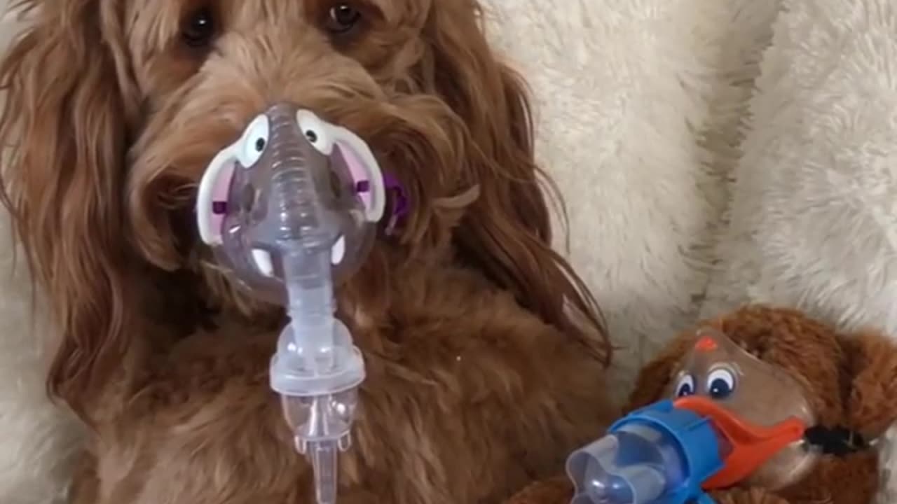 Funny animal videos|Cute animal videos |Funny dog&cat videos|Hilarious pet videos|Funny video