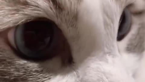 A cute cat