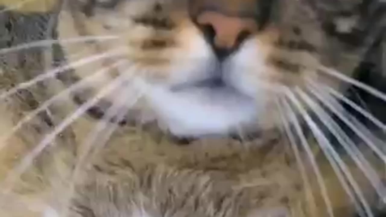 โค๐๐๐๐๐๐ฎMY NAME IS CHICKY COM GATOS _shorts video๐ฎ๐๐๐๐๐โค