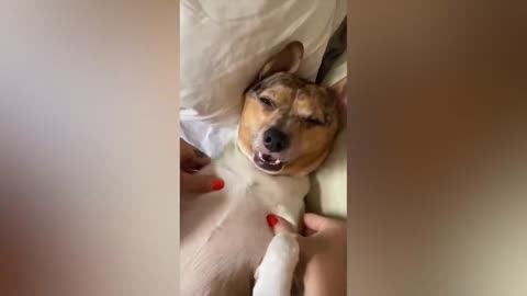 Funny animal videos of pets and dogs