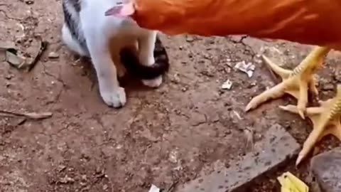 Cat vs Chicken: Watch What Happens Next and Get Ready to Laugh in 2023