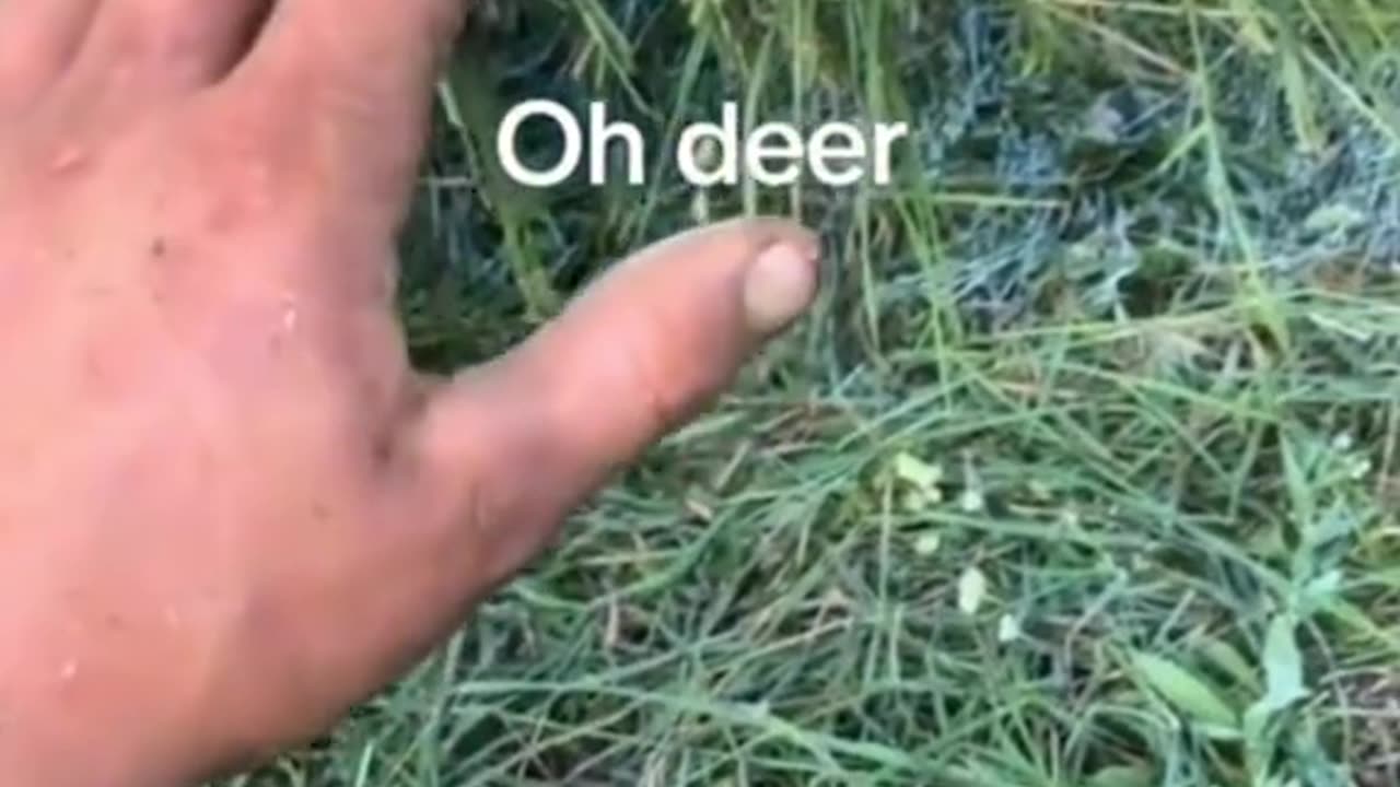 Baby deer was safe during the incident!