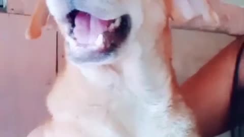 Dog is talking (follow me)