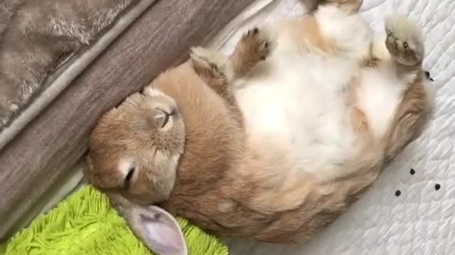 Sleeping posture of rabbits