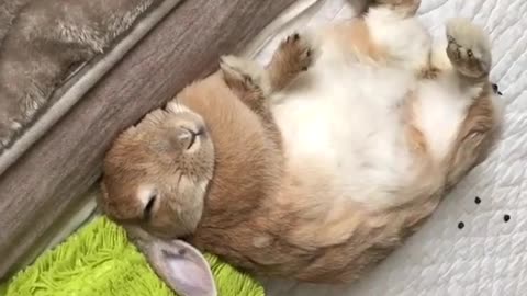 Sleeping posture of rabbits