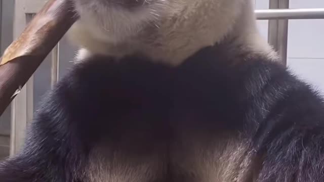 The giant panda