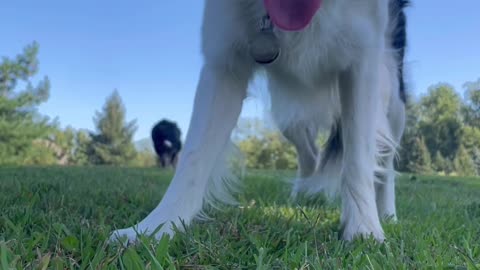 Knox playing catch