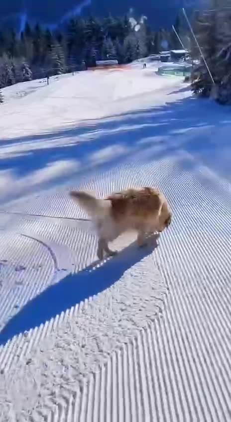 THE DOG LOVES SNOW VERY MUCH
