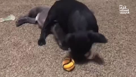 Cute adorable puppies