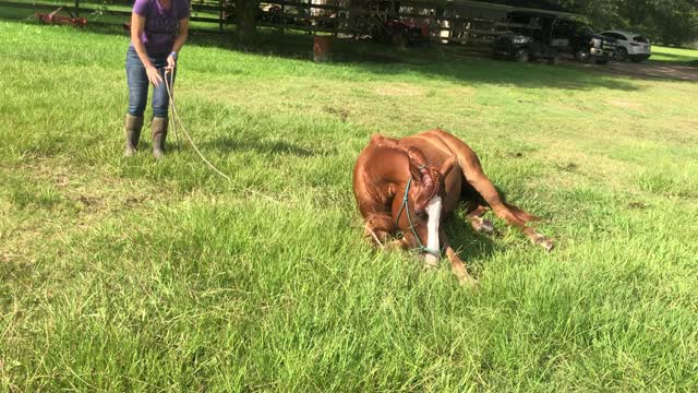 Horse Falls Down and Immediately Starts Eating