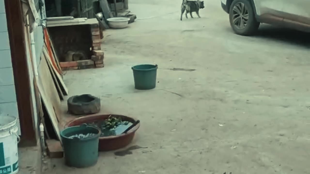 "Laughter animals funny 🤣 😂,!
