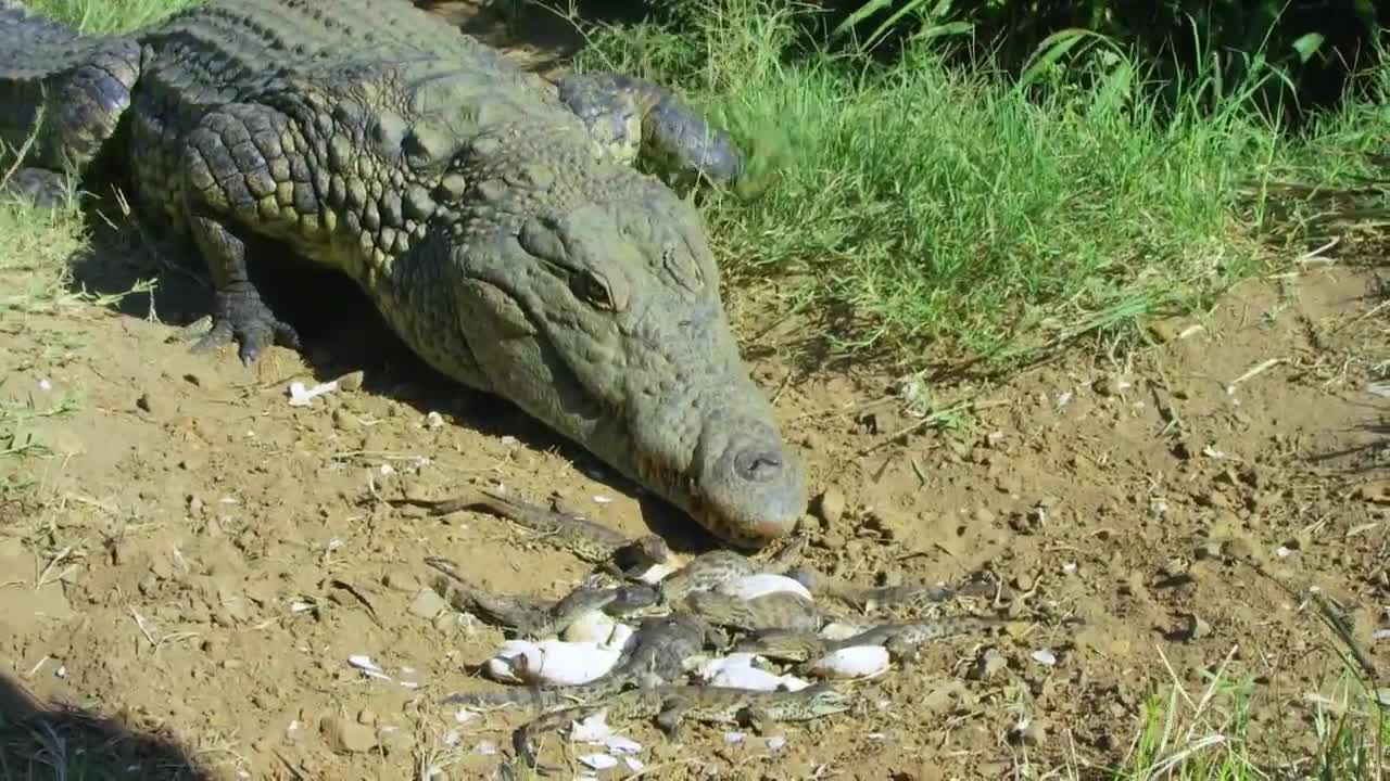 Sneaky croc camera captures incredible footage _ Spy in the Wild - BBC (1)