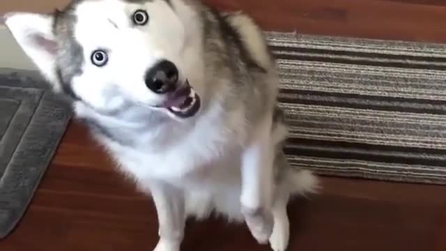 Cute and funny dog videos #4