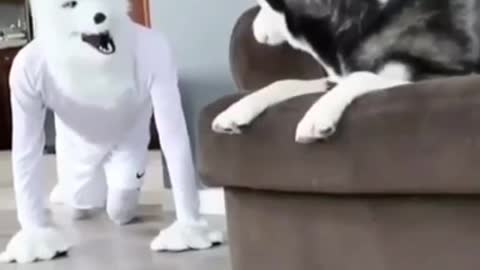 Funny moments with Husky dog