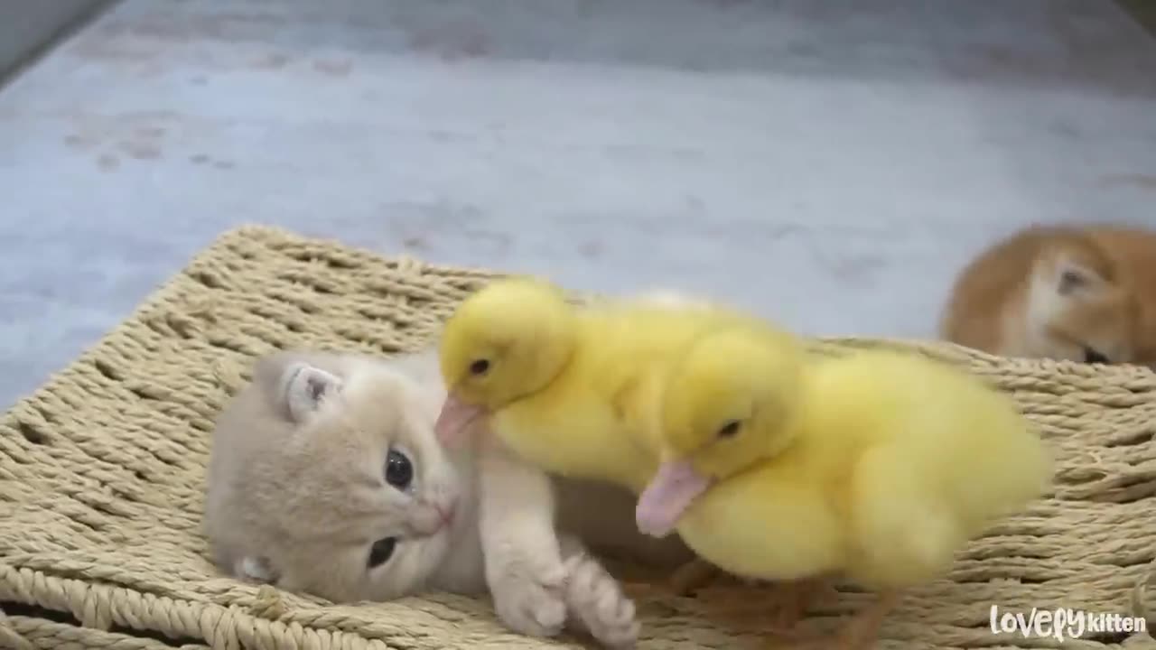 Ducklings love the baby kitten Shan. Jump up and sleep together