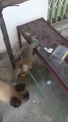 Monkeys and dogs love each other