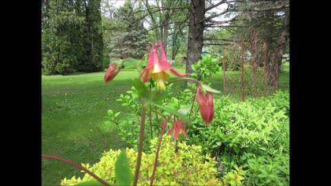 Columbine is a Herb and Medicine Columbine May 2022