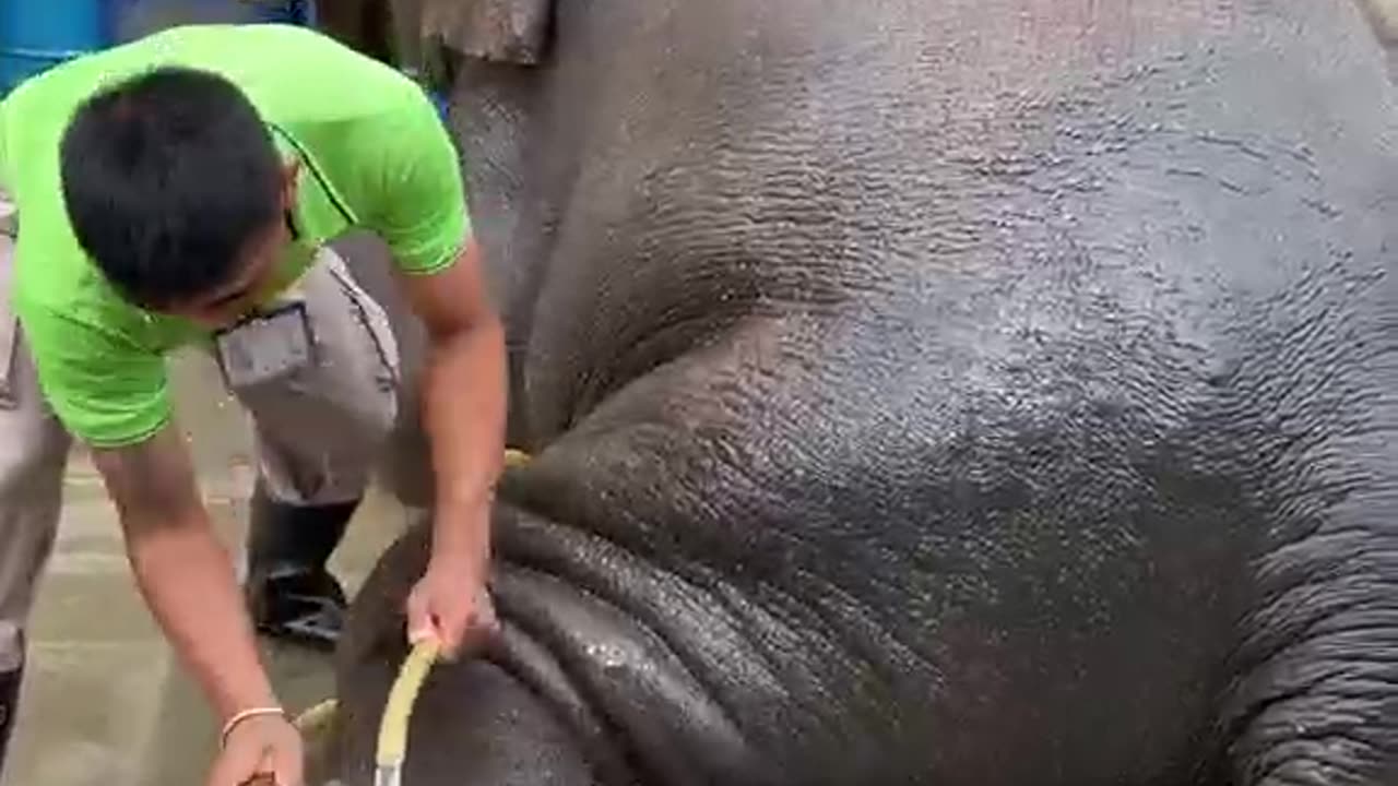 The daily job is to give these baby elephants a bath